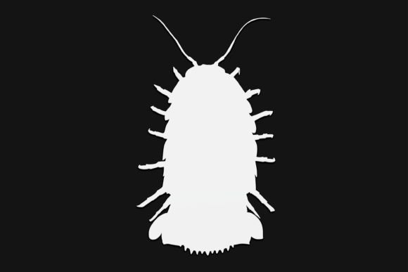 Isopod Drawing 154: A Graphic Design Asset for Laser Engraving and Graphics